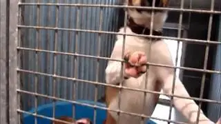 Stray Aid Support Adoption for Pets