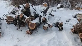 WALNUT split & stacked #arborvitae #plumbaxe #stihl