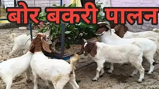 बोर बकरी पालन // Boer goat farming