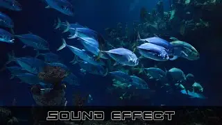 Sea Creature Move 1 - SFX Producer | Marine Animals Sound Effects