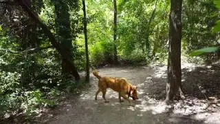 A boy and his dog at Walnut Creek Metro Park