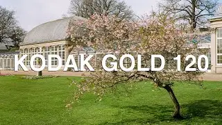 Kodak Gold 120 - Worth The Hype?