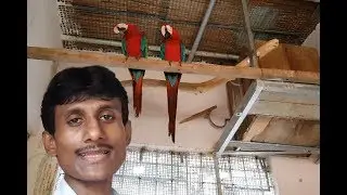 Macaws Aviary Cages Breeding Setup Tips / Exotic Birds Parrots Aviary Breeding Farm Setup