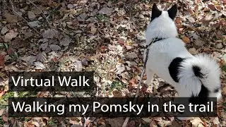 Pomsky Adventures | Scenic Trail Walks and Wagging Tails | 4K Video🌳🐕