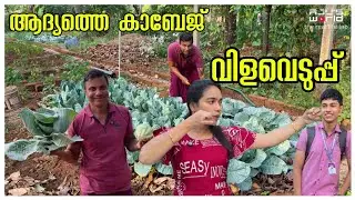 ഇക്കൊല്ലത്തെ ആദ്യ വിളവെടുപ്പ്.. /Snacks /Chappathi roll making /Family cooking /festival 