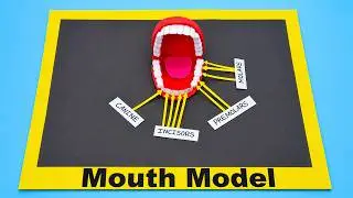 mouth - teeth model 3d project | diy at home | biology project | craftpiller