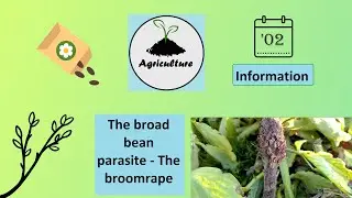 The Broad Bean Parasite - The Broomrape