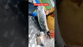 Australia How To Make  Fish Cutting Skills#shorts #viralvideos #fishing #foryouHow to Cut Fish Like