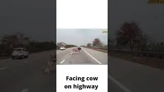 Cow appeared sudden on highway