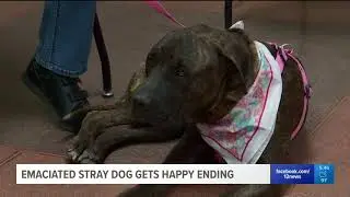 Starving dog rescued from near-death