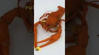 Do Lobsters Feel Pain When Boiled Alive?