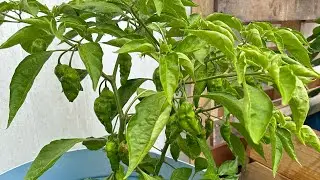 Urban Pepper Garden Update