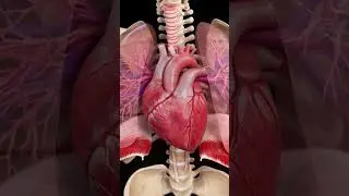Hyperrealistic 3D Beating Heart with Lungs &ndash;Full View Animation | #heart #humananatomy #hearthealth