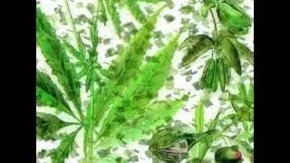 Cannabis terapeutica - EcoRoots intervista Marco Mariano