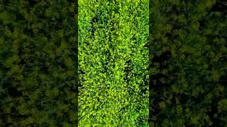 Relaxing Patterns - Yellow Field with Soft Wind - #shorts #asmrsounds