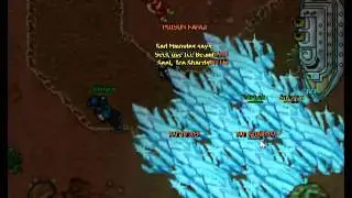 Pokemon Tibia Server  Tibia Phoenix