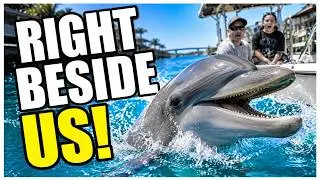 Dolphins Watching On The Intercoastal Water Way  In 