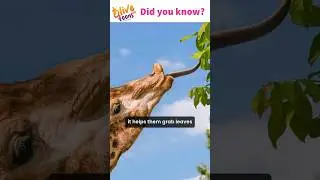 Why Do Giraffes Have Blue Tongues? | Fun Animal Fact for Kids! #olivektoons