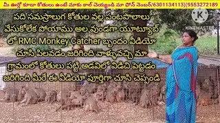 Monkey catcher#monkeyvideo#monkeytrap#monkey catching#rmc monkey catcher
