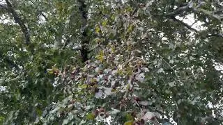 Copper beech - branches, twigs, leaves & mast / fruit - September 2023