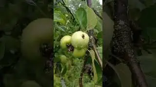 Яблоня | Мой Дзен Катя Суслова