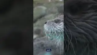 Watery Triumph: River Otter vs. Mink! 🌊🆚🦦 Riverbank Skirmish! #viralvideo #wildlife #wildlifebattle
