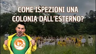 Apicoltura Top Bar Naturale: Come ispezioni una colonia dall’esterno?