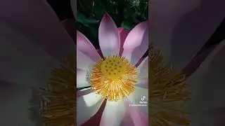 Lotus bagi Tradisi Hindu Bali | Mengenal Hindu Bali