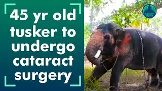 For the first time, an elephant is to undergo cataract surgery!