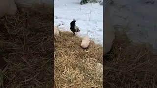 Fresh layer of straw for the chickens