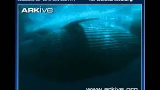 Blue Whale Feeding on Krill