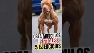 💪5 BRUTALES Ejercicios: M&uacute;sculos BESTIALES Para tu Pitbull 💪