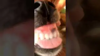 The Philippine Dogs #shorts #doglover #dog #viral #traineddog