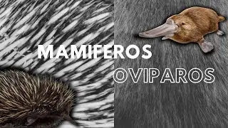 Monotremas: La Fascinante Vida de los Mam&iacute;feros Ov&iacute;paros | Diversidad Animal Explorer