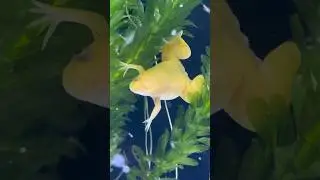 &iexcl;Ranas Albinas! 🐸😳#Ranas #frog #pezbetta #fishtank #fishaquarium #pez #guppyaquarium #aquariumfish