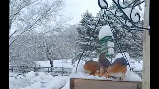 Snowy Day Birds At Bird Feeders | CAT TV - Birds For Cats To Watch | Relaxing Bird Sounds For Sleep