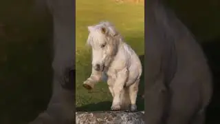 Little Horse playing and enjoying #trending #horse #petsplaying