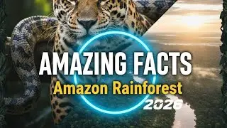 Amazing Facts About the Amazon Rainforest | 2026 Documentary