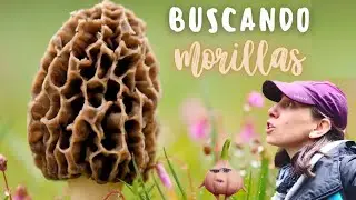 Hongos MORILLA en Tierra del Fuego: plantas nativas y exóticas comestibles en Ushuaia. Cerro Cortés