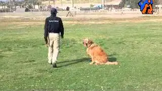 Sunshin - Companion Dog Training - Eastwind Academy