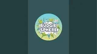 Live Budgies Playing & Singing 🐦 | Relaxing Bird Sounds | BudgieSphere LIVE