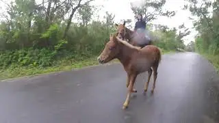 歴代の仔馬を振り返るシリーズパート２！！