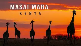 Masai Mara adventure of a lifetime