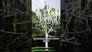 Ветряное дерево вырабатывает электричество от легкого ветерка 🌬🍃