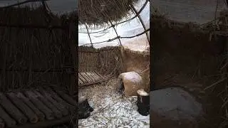 A winter reed shelter