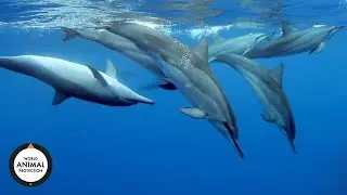 Wildlife. Not Entertainers | 5 Mind-Blowing Dolphin Facts