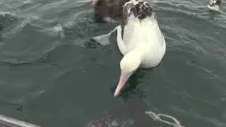 Wandering Albatross feeding 04 with Giant Petrel DNN Kaikoura 18 Feb 2020
