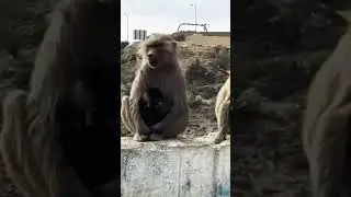 funny monkey video #shorts #youtubeshorts#viralvideo #funnymonkeyvideo