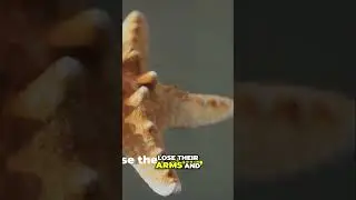The Mysterious Decline of Starfish: Understanding Sea Star Wasting Syndrome