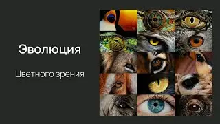 Нейробиология восприятия. Лекция 6. Цветное зрение